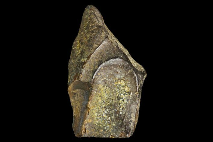 Ceratopsian Dinosaur Tooth - Judith River Formation #128523